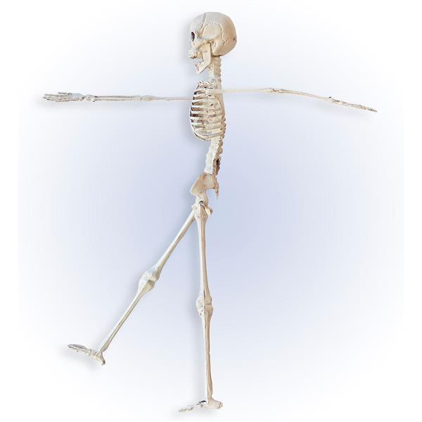 Grote foto halloween skelet beige 40cm verzamelen overige verzamelingen