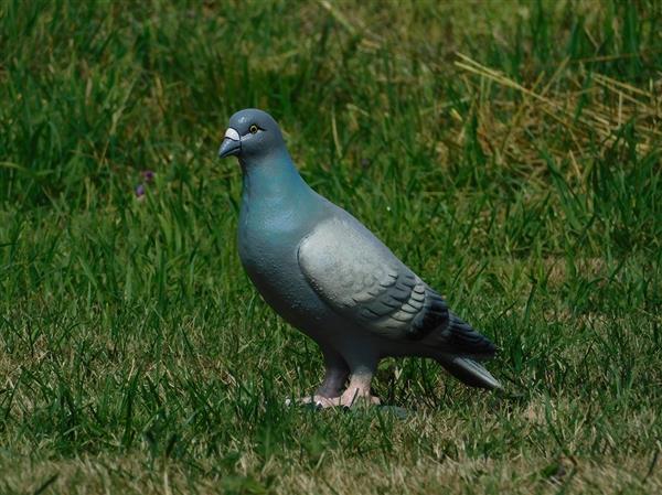 Grote foto beeld van een duif vol gietijzer gedetailleerd tuin en terras tuindecoratie