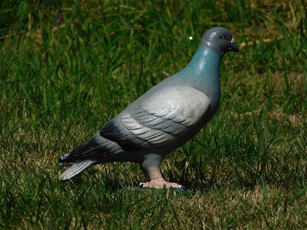 Grote foto beeld van een duif vol gietijzer gedetailleerd tuin en terras tuindecoratie