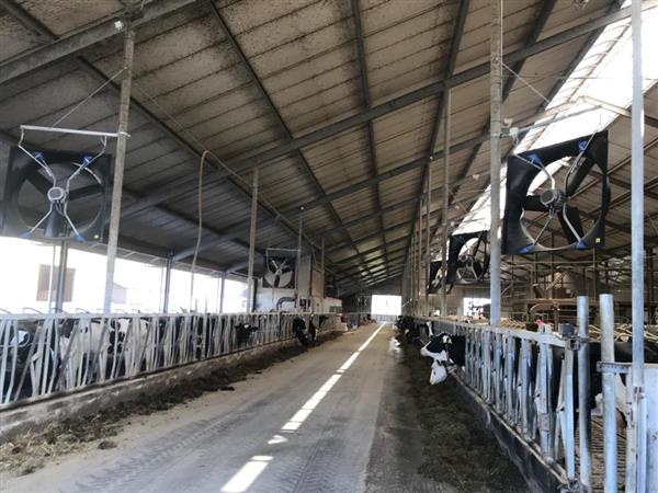 Grote foto abbi aerotech 140 xxp 21 dieren en toebehoren runderen