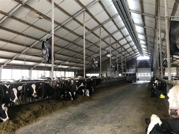 Grote foto abbi aerotech 140 xxp 21 dieren en toebehoren runderen