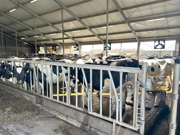 Grote foto abbi apex 36 axp 21 dieren en toebehoren runderen