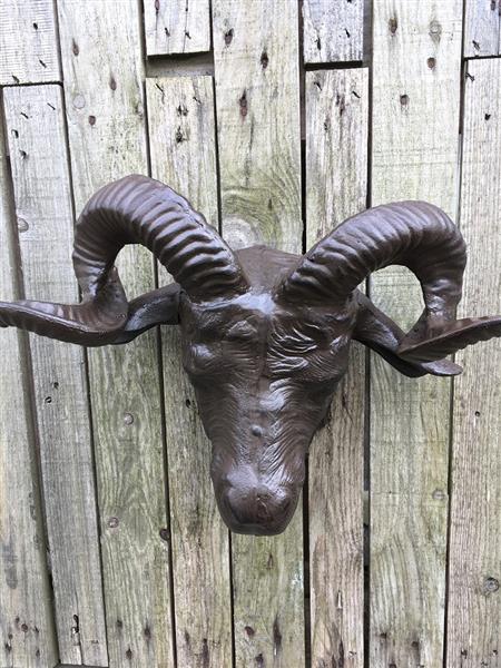 Grote foto een prachtige grote kop van een ram heel mooi in detail tuin en terras tuindecoratie