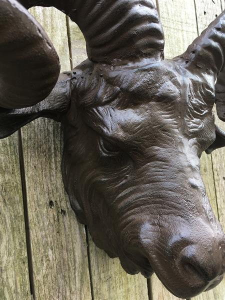 Grote foto een prachtige grote kop van een ram heel mooi in detail tuin en terras tuindecoratie