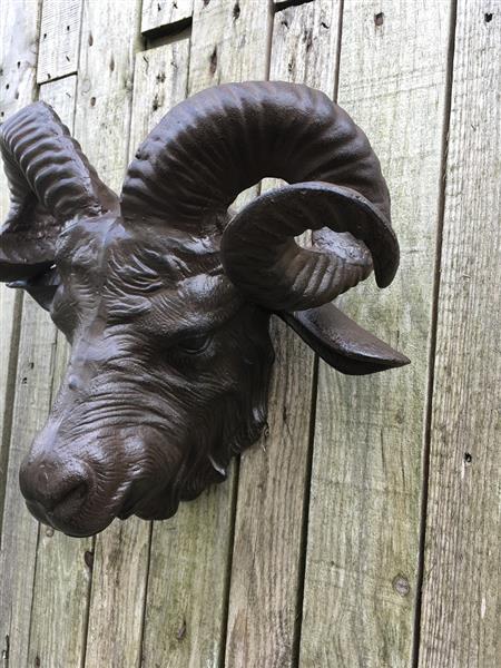 Grote foto een prachtige grote kop van een ram heel mooi in detail tuin en terras tuindecoratie