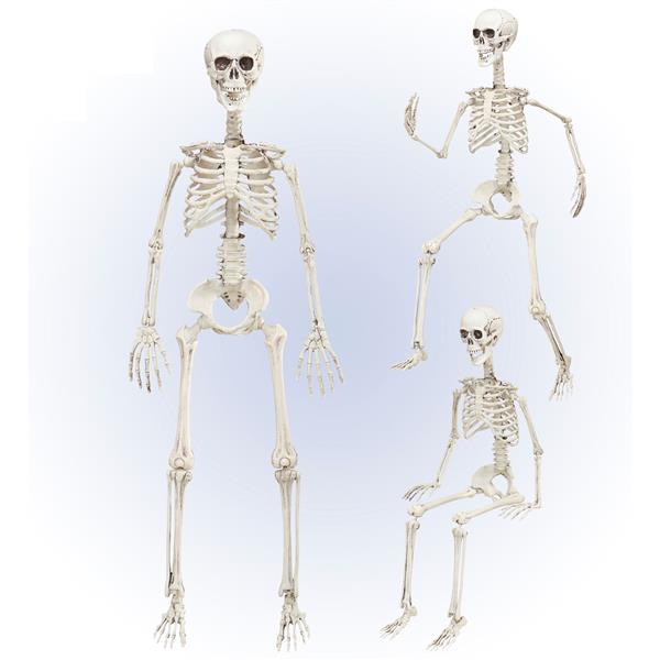 Grote foto halloween skelet beweegbaar 90cm verzamelen overige verzamelingen