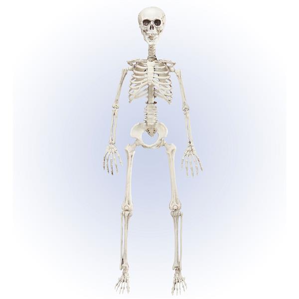 Grote foto halloween skelet beweegbaar 90cm verzamelen overige verzamelingen
