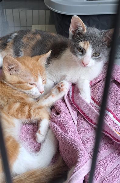 Grote foto 2 lieve kittens dieren en toebehoren overige katten