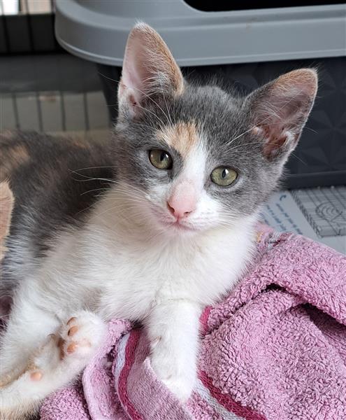 Grote foto 2 lieve kittens dieren en toebehoren overige katten