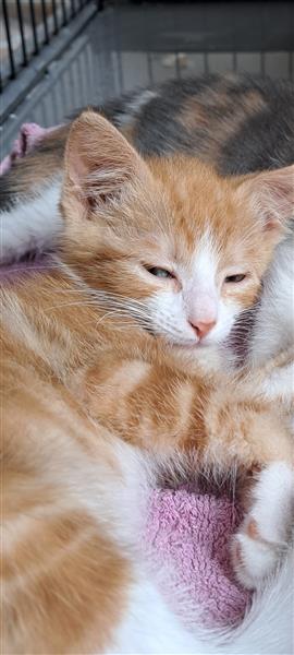 Grote foto 2 lieve kittens dieren en toebehoren overige katten