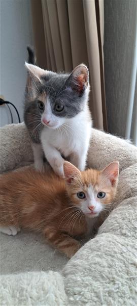 Grote foto 2 lieve kittens dieren en toebehoren overige katten