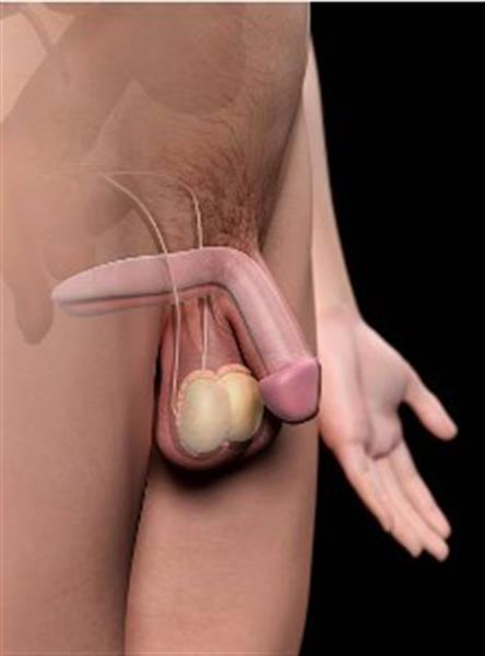 Grote foto benieuwd naar de mannelijke geslachts anatomie erotiek man zoekt nmalig contact vrouw