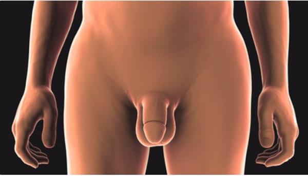 Grote foto benieuwd naar de mannelijke geslachts anatomie erotiek man zoekt nmalig contact vrouw