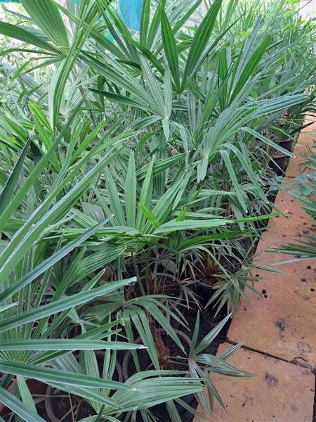 Grote foto trachycarpus fortunei tuin en terras palmbomen