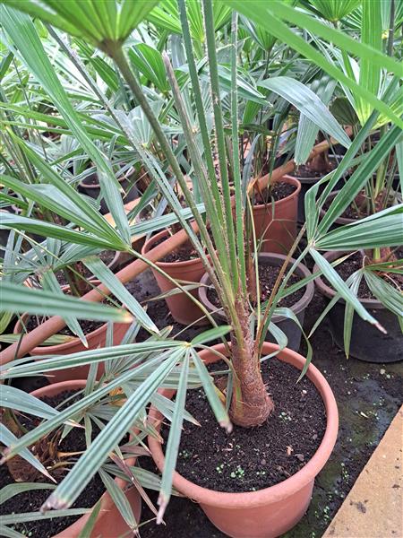 Grote foto trachycarpus fortunei tuin en terras palmbomen