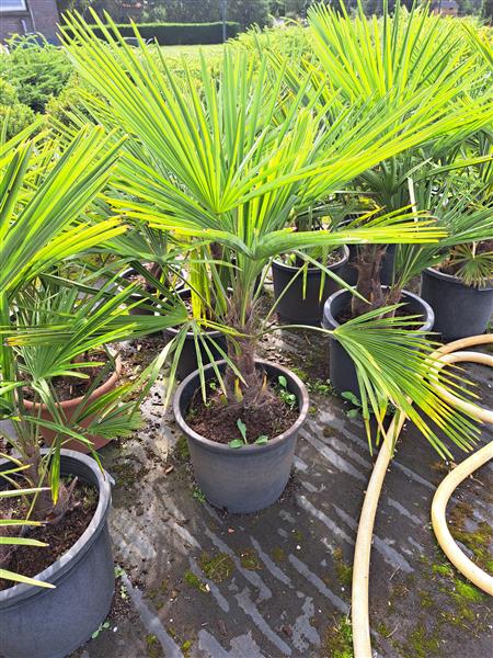 Grote foto trachycarpus fortunei tuin en terras palmbomen