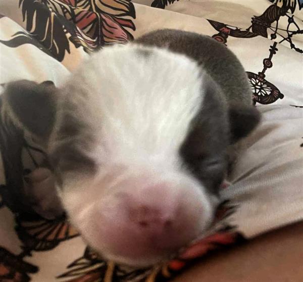 Grote foto te koop 5 pupjes van mijn chihuahuakes dieren en toebehoren chihuahua en gezelschapshonden