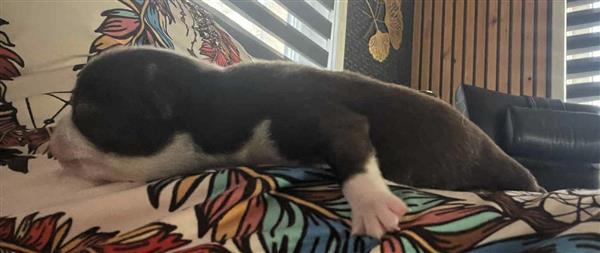 Grote foto te koop 5 pupjes van mijn chihuahuakes dieren en toebehoren chihuahua en gezelschapshonden