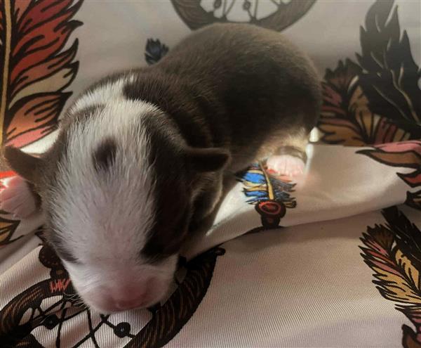 Grote foto te koop 5 pupjes van mijn chihuahuakes dieren en toebehoren chihuahua en gezelschapshonden