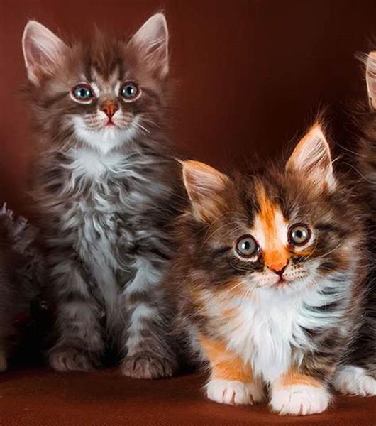 Grote foto gccf geregistreerde maine coon kittens dieren en toebehoren raskatten langhaar