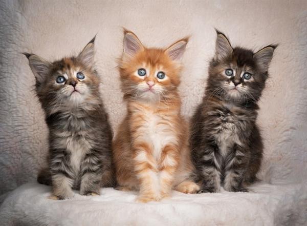 Grote foto gccf geregistreerde maine coon kittens dieren en toebehoren raskatten langhaar