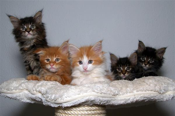 Grote foto gccf geregistreerde maine coon kittens dieren en toebehoren raskatten langhaar