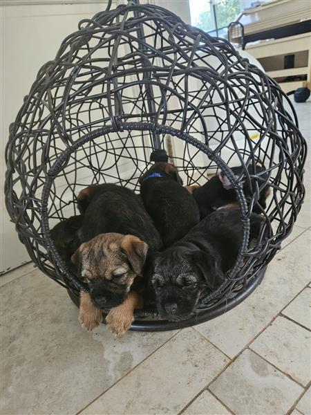 Grote foto border terri r met stamboom dieren en toebehoren jack russells en terri rs