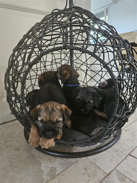 Grote foto border terri r met stamboom dieren en toebehoren jack russells en terri rs