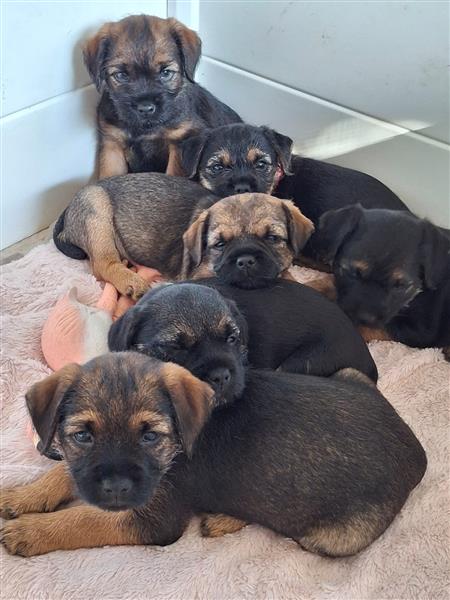 Grote foto border terri r met stamboom dieren en toebehoren jack russells en terri rs