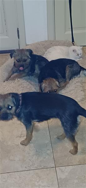 Grote foto border terri r met stamboom dieren en toebehoren jack russells en terri rs