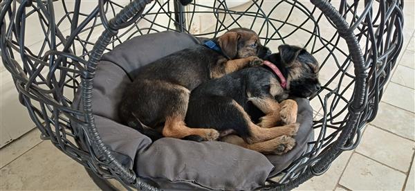 Grote foto border terri r met stamboom dieren en toebehoren jack russells en terri rs