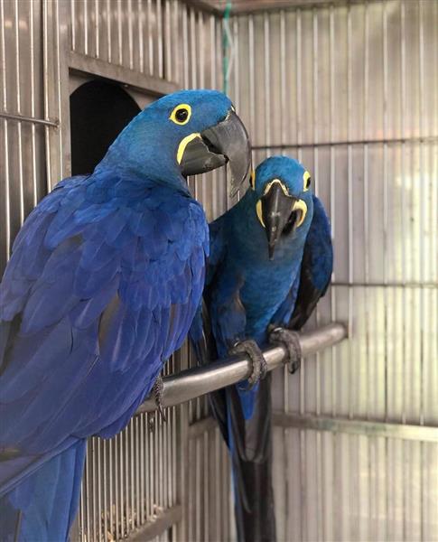 Grote foto papegaaien en bevruchte eieren te koop dieren en toebehoren parkieten en papegaaien