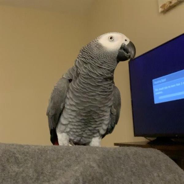 Grote foto papegaaien en bevruchte eieren te koop dieren en toebehoren parkieten en papegaaien