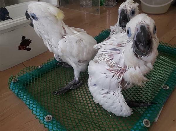 Grote foto papegaaien en bevruchte eieren te koop dieren en toebehoren parkieten en papegaaien