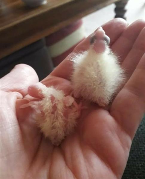 Grote foto papegaaien en bevruchte eieren te koop dieren en toebehoren parkieten en papegaaien