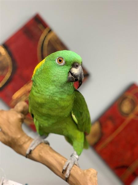 Grote foto papegaaien en bevruchte eieren te koop dieren en toebehoren parkieten en papegaaien