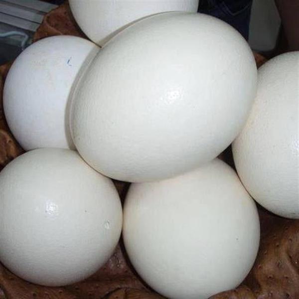 Grote foto papegaaien en bevruchte eieren te koop dieren en toebehoren parkieten en papegaaien