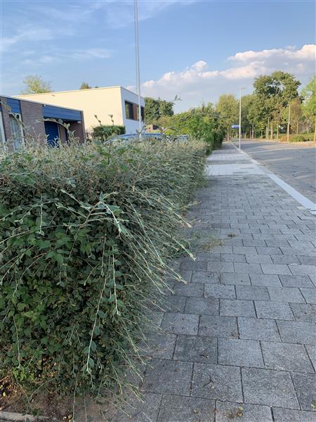 Grote foto tuinonderhoud tuindiensten tuin en terras overige tuin en terras