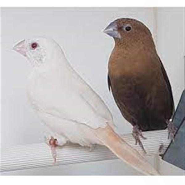 Grote foto hallo veren vriendjes dieren en toebehoren overige dieren