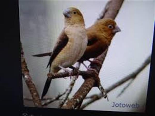 Grote foto hallo veren vriendjes dieren en toebehoren overige dieren