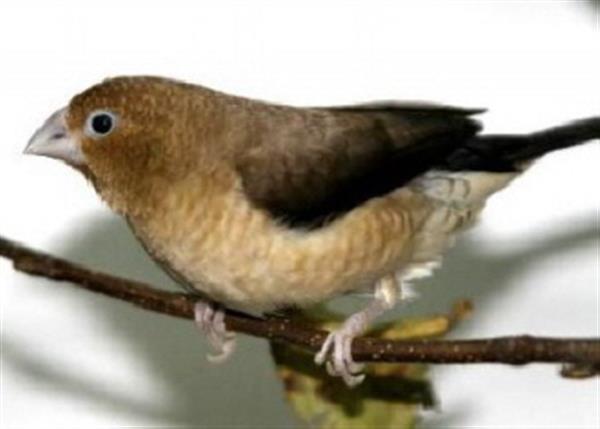 Grote foto hallo veren vriendjes dieren en toebehoren overige dieren