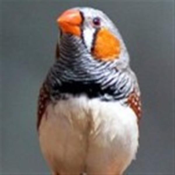 Grote foto hallo veren vriendjes dieren en toebehoren overige dieren