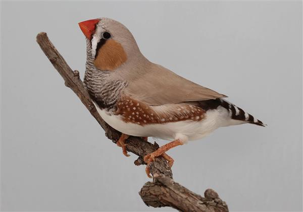 Grote foto hallo veren vriendjes dieren en toebehoren overige dieren