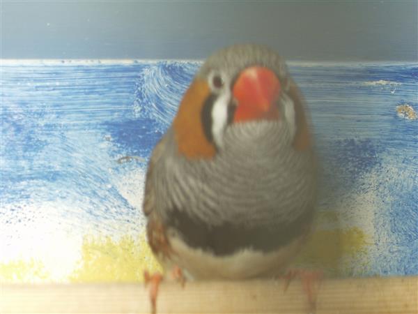 Grote foto hallo veren vriendjes dieren en toebehoren overige dieren