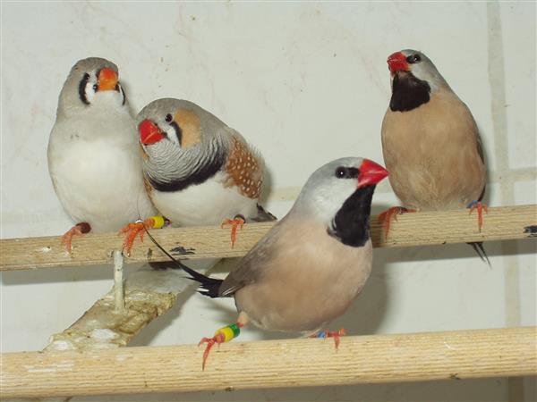 Grote foto hallo veren vriendjes dieren en toebehoren overige dieren