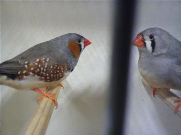 Grote foto hallo veren vriendjes dieren en toebehoren overige dieren