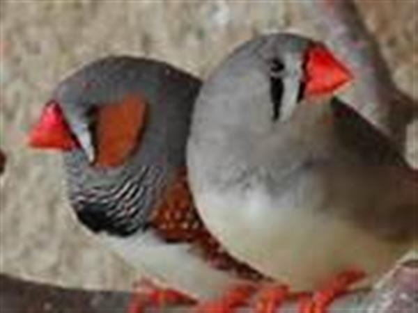 Grote foto hallo veren vriendjes dieren en toebehoren overige dieren