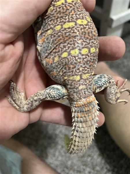 Grote foto pair ornate uromastyx dieren en toebehoren reptielen en amfibie n