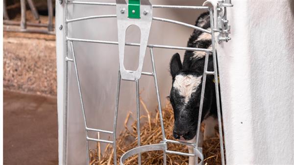 Grote foto speenemmerhouder single houder dieren en toebehoren runderen