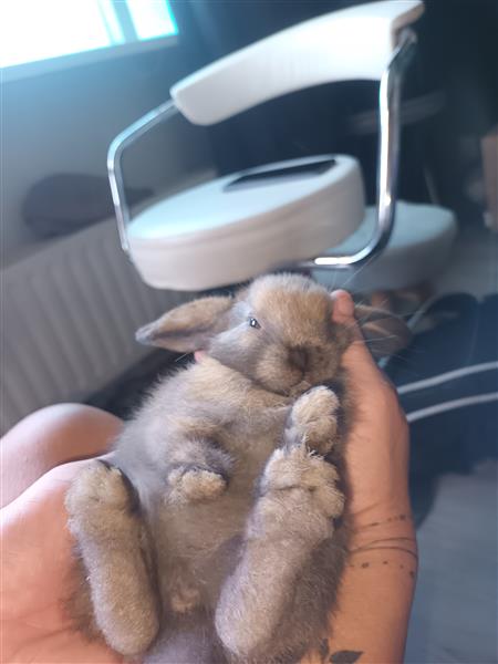 Grote foto lieve tamme konijntjes dieren en toebehoren konijnen